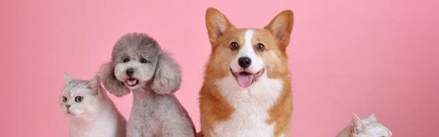 Srbija ispunila uslove EU za lakše putovanje sa kućnim ljubikmcima