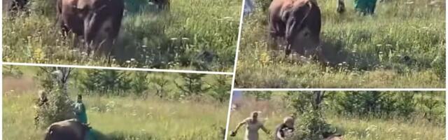 BIK POBEGAO IZ RINGA I KRENUO NA PUBLIKU! Korida na Igmanu se otela kontroli, narod bežao u panici, pogledajte dramatičan snimak (VIDEO)