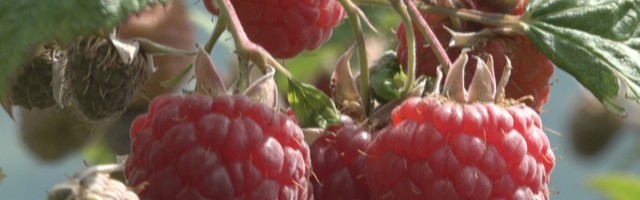 Kolika će biti cena maline u Prijepolju?