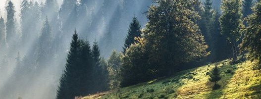 ZASADI DRVO nastavlja najveću akciju sadnje: : Sadimo na 100 lokacija od oktobra do kraja marta 2021. godine