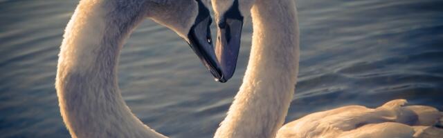 10 životinja koje su romantičnije od ljudi
