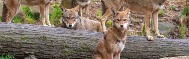 Raste broj vukova u Holandiji: DNK analiza otkrila 131 jedinku