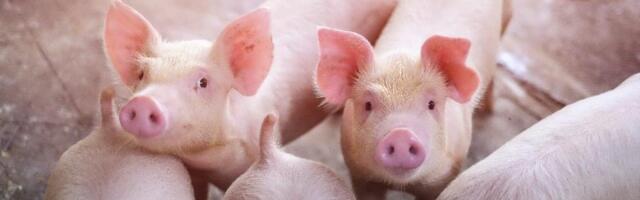 IMA U MAČVI Prase košta kao SVINJA od 100 kilograma