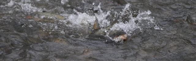 PROKLjUČALA RIBNICA ZBOG MRESTA SKOBALjA: Prirodni fenomen na reci u Kraljevu (FOTO)