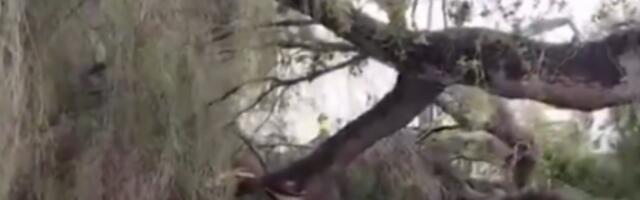 NEZAUSTAVLJIVA &quot;EMILIJA&quot; PRAVI HAOS Padaju stabla, poplavljeni podrumi kuća, nesreće... (VIDEO)