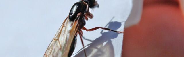 Dok temperature prelaze 30 stepeni, insekti ulaze u domove: Ovu namirnicu stavite kraj prozora