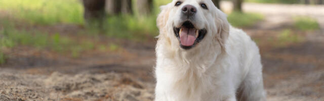 Strožiji uslovi za vlasnike pasa: Pre usvajanja, test i “dozvola za psa“