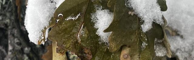 ČUDNOVATI HRASTOVI BLIZANCI U SELU LJUBANJE KOD UŽICA: Kod njih je i usred zime krošnja zelena sve do marta?! Meštani veruju da je to zbog ove legende (FOTO)