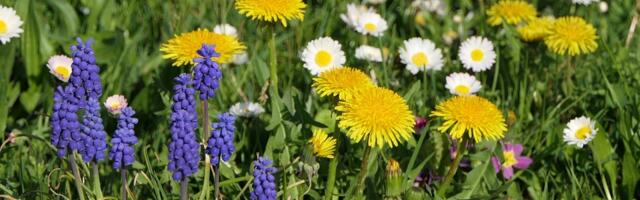 CVETNI KALENDAR – Kada se sadi koje cveće po mesecima?