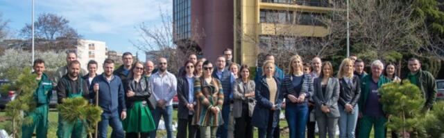 POČELA SADNjA STABALA: Pupinov bulevar bogatiji za 45 borova