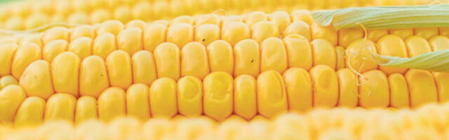 Упркос суши кукуруза довољно и за извоз