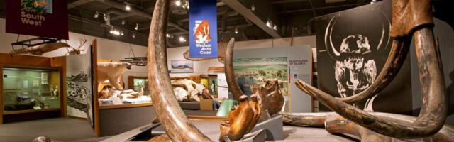 70 godina su verovali da čuvaju fosile mamuta: Analiza izotopa i DNK otkrila nešto neverovatno… i MNOGO veće