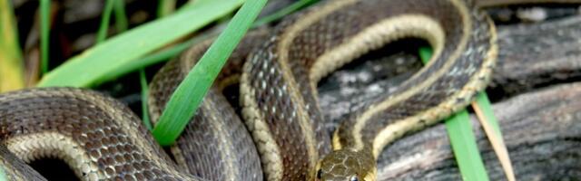 "Ujelo me je preko 200 zmija i namerno sam im dozvolio da mi ubrizgaju otrov: Kada ljudima objasnim zašto, svi ostanu ZABEZEKNUTI"(VIDEO)