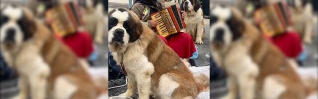 Baka raznežila celu Knez Mihailovu ulicu: Svira harmoniku, a ima i dva ogromna čuvara, jedna stvar gađa u srce