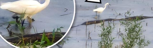 Ovo se ne viđa svaki dan na Savskom keju: Usnimili smo malu beli čaplju! Retka ptica oduševila decu