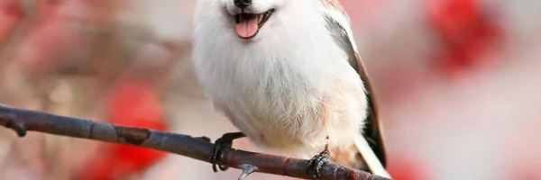 Digitalni umetnik kreirao životinjske HIBRIDE