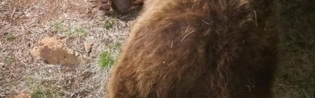 Američka vazduhoplovna snaga koristila je žive medvede za testiranje avio kapsula!