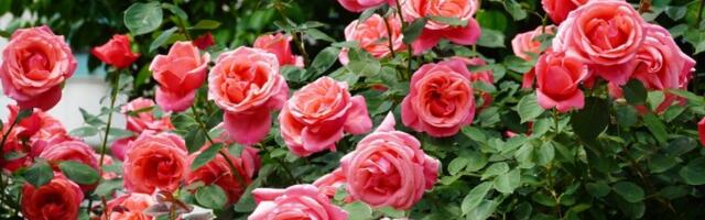 Ruže ima da cvetaju kao LUDE do jeseni! Treba vam samo jedna JEFTINA namirnica