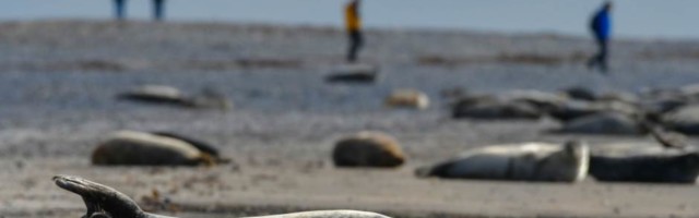 Na namibijskoj obali 7.000 uginulih foka, uzrok nepoznat