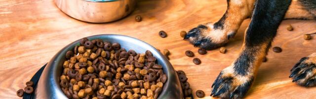 Može li ljubimcu dosaditi jednolična ishrana: Četiri tipične GREŠKE VLASNIKA koje psa pretvaraju u probirača