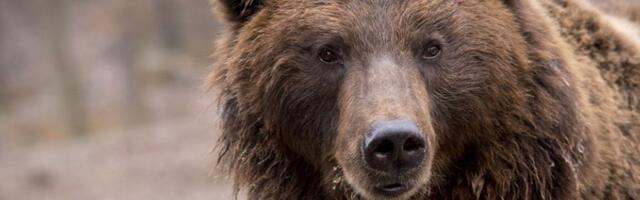 U Finskoj građani upozoreni kako da izbegnu iznenadnu posetu medveda njihovom domu