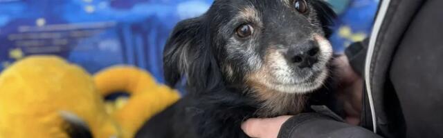 Spasen sa ulice, još malo pa izlečen od srčanog crva: Stari Miško sanja o domu daleko od buke pansiona