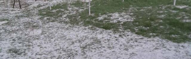 JAK GRAD VELIČINE ORAHA TUKAO IH 15 MINUTA, SILAN LED SE SRUČIO NA SELA KOD PRIJEPOLJA: Ogromne štete na malinama: "Tuklo je dugo, sve je obelelo bilo" (VIDEO)