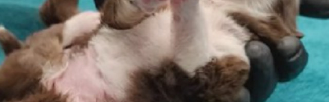 "Ovaj psić je čudo pravo, prvi takav koji je preživeo i veoma je živahan"