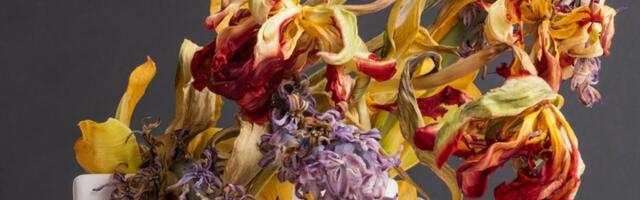 Domaća mešavina ČINI ČUDA: Uvelo cveće će ponovo bujati uz pomoć samo 2 sastojka