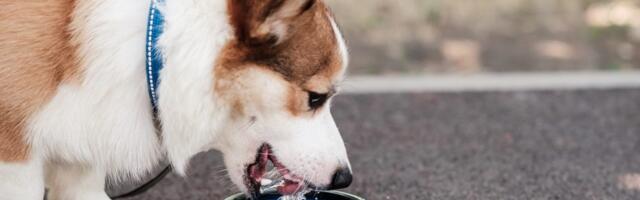 Zašto psi tokom zime piju manje vode? Veterinar otkriva šta je uobičajeno, a šta razlog za brigu