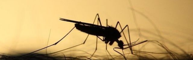 UKOLIKO IMATE OVU KRVNU GRUPU, vi ste pravi MAMAC za KOMARCE