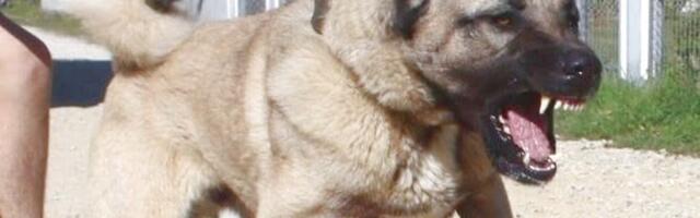 HOROR U BIH! Pas rastrgao muškarca, komšije svedočile užasu!