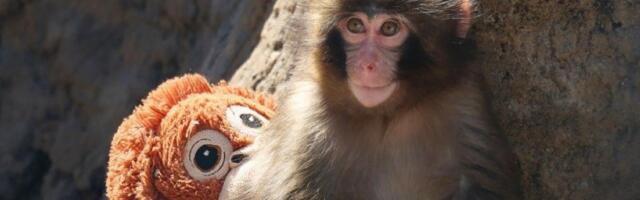 Majmunče Panč je sada glavni u društvu: Plišana igračka ga više ne zanima - neverovatan obrt (VIDEO)