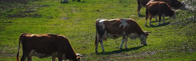 Selo bez krave nije statistika, to je ekonomija koja je napustila teritoriju: Autorski test profesora Bačevca