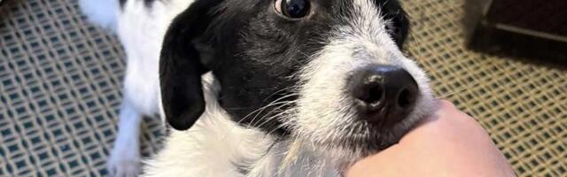 Udomi, ne kupuj: Malena je pas za poželeti – jako je mila, pametna i poslušna