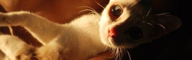 LJUTA JE! Ne pomaže ni maženje! (Video)