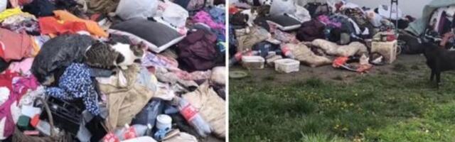 Horor u Zemunu! Žena iznela sve stvari iz stana i uselila 50 mačaka, ljudi hoće da umru od smrada, užas (VIDEO)