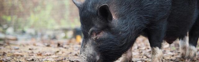 Svinja skočila na pilates loptu, snimak zapalio internet - ljudi umiru od smeha dok je gledaju (VIDEO)