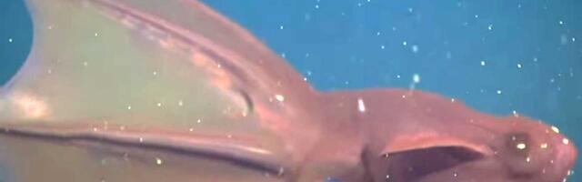 Vampirska lignja iz pakla otkriva drevno poreklo oktopoda