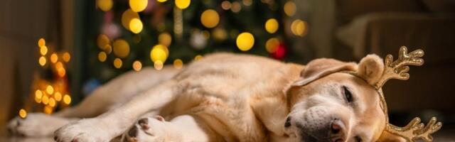 Ovaj božićni ukras može biti koban za psa: Napravićete veliki problem, odmah ga sklonite