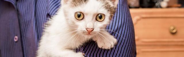 Mačke nas vole, ali tehnički im NISMO BITNI: Studija otkrila da su skroz RAVNODUŠNE prema vlasnicima