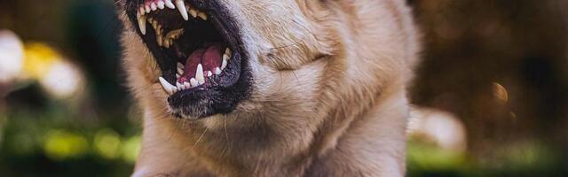 Lažno prijavljivali ujede pasa i mačaka: Tužilaštvo u Pančevu pokrenulo istragu