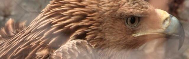 Lepotana iz Bačke Topole zarobili na Bliskom istoku, pa Srbiji tražili otkupninu: Orao Feliks vraća se kući