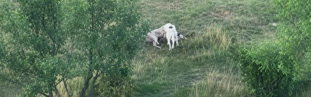 Jeziva scena kod Novog Pazara: Psi lutalice upale u tor i zaklali jagnje! U blizini je i škola, celo selo u panici