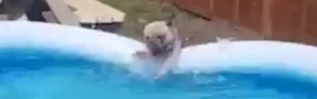 URA, RASHLAĐIVANJE! Oni nemaju more, ali su se MNOGO DOBRO SNAŠLI - OVAJ snimak će vam POPRAVITI DAN!/VIDEO/