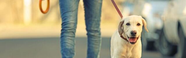 Način na koji čovek šeta psa je RAZBENSEO sve (VIDEO)