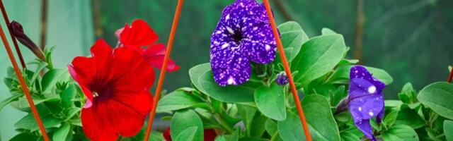 Ovim đubrivom prihranite petunije i cvetaće bujno do prvih mrazeva (VIDEO)