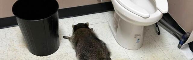 „Pao s plafona i popio sve“: Rakun provalio u prodavnicu pića, napravio haos i onesvestio se na podu