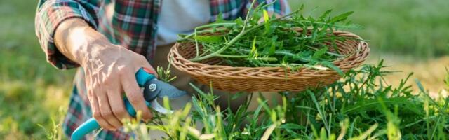 Ova biljka donosi veliku ZARADU: Laka je za održavanje, a može da se gaji i na balkonu (FOTO)