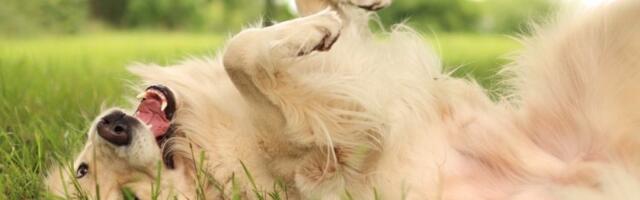 Pas vam se konstantno valja u smrdljivim stvarima? Evo zašto to radi i kako da ga sprečite